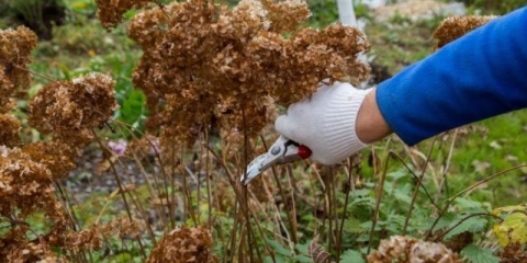 Kako orezati hortenziju drveta u jesen: dijagrami i video zapisi